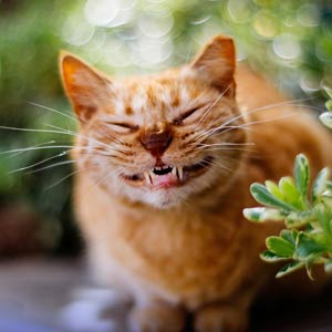 Категория открытки хорошего дня и отличного настроения Категория открытки хорошего дня и отличного настроения